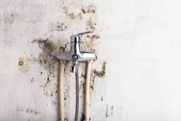 Best Mold Remediation  in Paulden, AZ