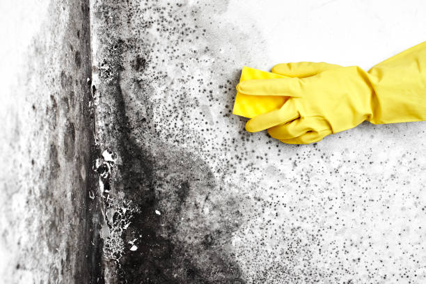 Office Mold Removal Services in Paulden, AZ