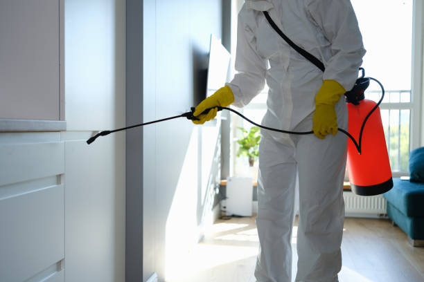 Best Residential Mold Removal  in Paulden, AZ