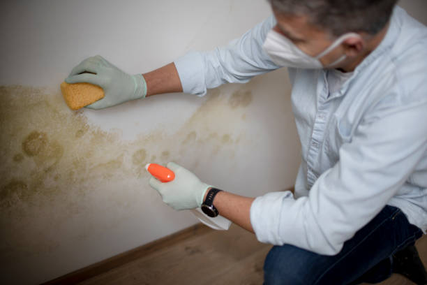 Best Mold Damage Repair  in Paulden, AZ