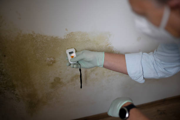 Best Certified Mold Removal  in Paulden, AZ
