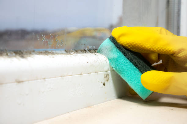 Best Mold Removal Company Near Me  in Paulden, AZ