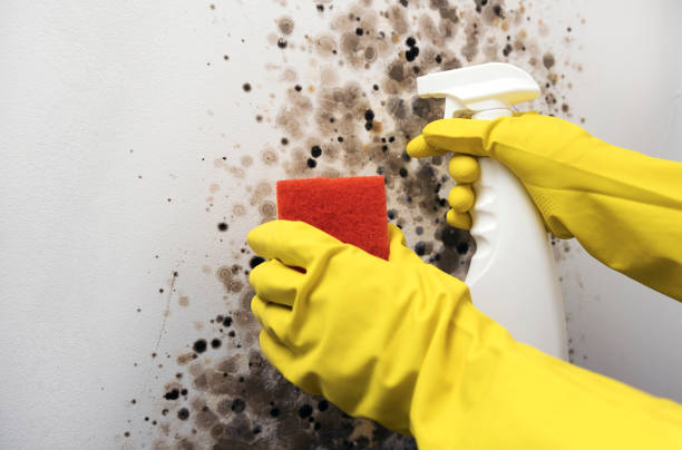 Crawl Space Mold Removal in Paulden, AZ