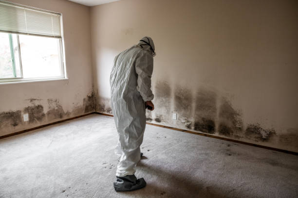 Best Mold Removal Specialists  in Paulden, AZ