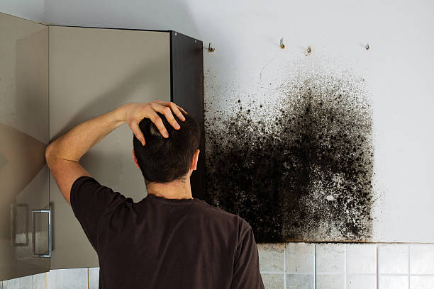 Best Mold Testing  in Paulden, AZ