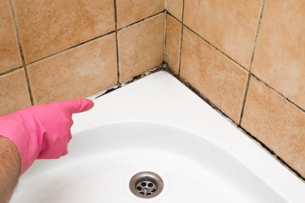 Best Toxic Mold Removal  in Paulden, AZ