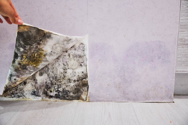 Best Best Mold Removal Companies  in Paulden, AZ